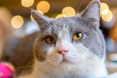 《蛛丝诡迹2：长夜迷城》Steam商店页面上线 发售日期待定